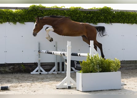 Zangersheider, Hengst, 2 Jahre, 153 cm, Brauner