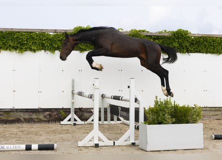 Zangersheider, Hengst, 2 Jahre, 154 cm, Dunkelbrauner