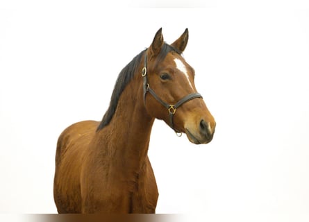 Zangersheider, Hengst, 2 Jahre, 154 cm, Hellbrauner