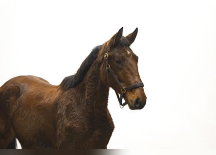 Zangersheider, Hengst, 2 Jahre, 160 cm, Brauner