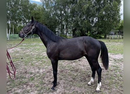 Zangersheider, Hengst, 2 Jahre, 162 cm, Schwarzbrauner