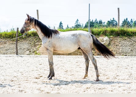 Zangersheider, Hengst, 2 Jahre, 165 cm, Roan-Bay