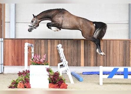 Zangersheider, Hengst, 2 Jahre, 165 cm, Rotbrauner