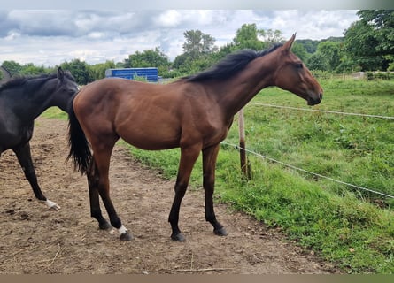 Zangersheider, Hengst, 2 Jahre, 168 cm
