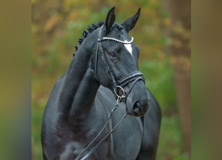 Zangersheider, Hengst, 2 Jahre, Rappe