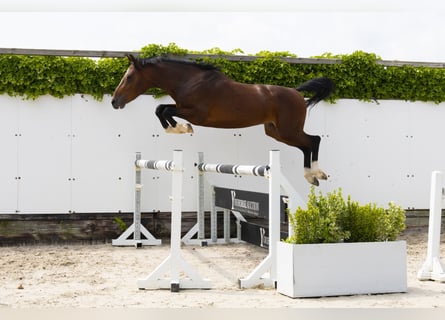 Zangersheider, Hengst, 3 Jahre, 156 cm, Brauner