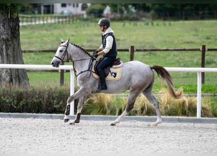 Zangersheider, Hengst, 3 Jahre, 159 cm, Schimmel