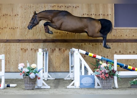 Zangersheider, Hengst, 3 Jahre, 164 cm, Brauner