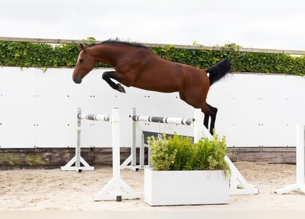 Zangersheider, Hengst, 3 Jahre, 164 cm, Brauner