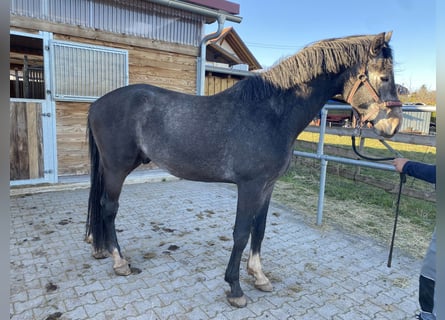 Zangersheider, Hengst, 3 Jahre, 164 cm