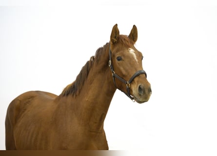 Zangersheider, Hengst, 3 Jahre, 165 cm, Fuchs