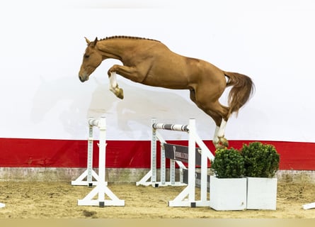 Zangersheider, Hengst, 3 Jahre, 166 cm