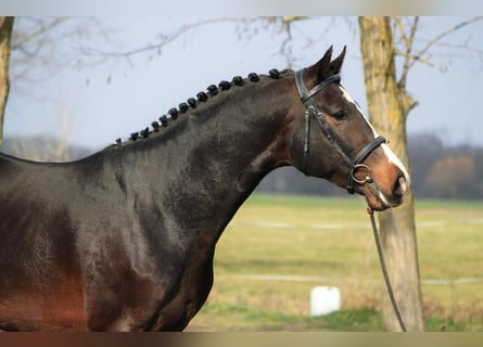 Zangersheider, Hengst, 3 Jahre, 167 cm, Brauner