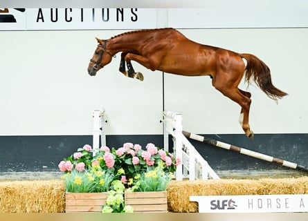 Zangersheider, Hengst, 3 Jahre, 168 cm, Fuchs