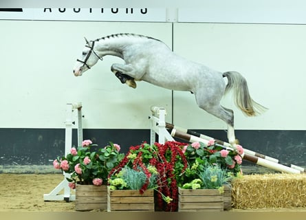 Zangersheider, Hengst, 3 Jahre, 168 cm, Schimmel