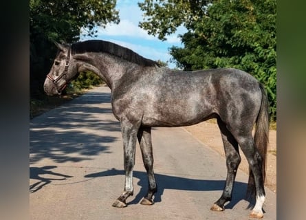 Zangersheider, Hengst, 3 Jahre, 169 cm, Rappschimmel