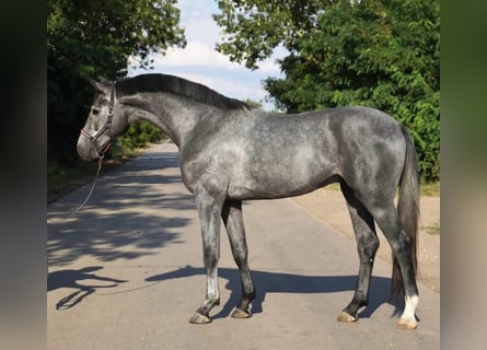 Zangersheider, Hengst, 3 Jahre, 169 cm, Rappschimmel