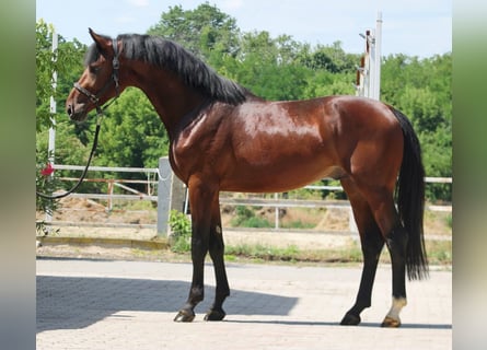 Zangersheider, Hengst, 3 Jahre, 170 cm, Brauner