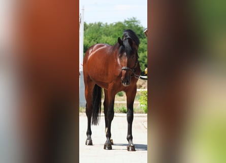Zangersheider, Hengst, 3 Jahre, 170 cm, Brauner