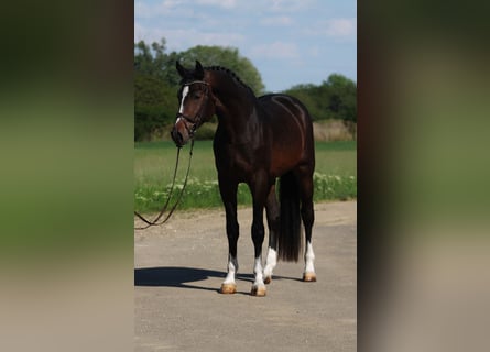 Zangersheider, Hengst, 3 Jahre, 170 cm, Dunkelbrauner
