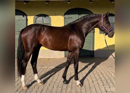 Zangersheider, Hengst, 3 Jahre, 170 cm, Dunkelbrauner