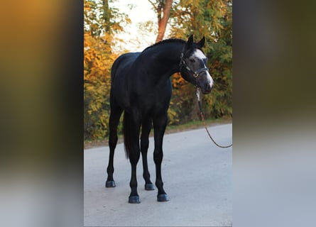 Zangersheider, Hengst, 3 Jahre, 170 cm, Schimmel