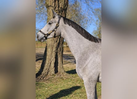Zangersheider, Hengst, 3 Jahre, 170 cm, Schimmel