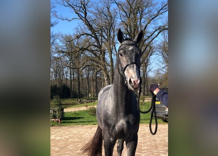 Zangersheider, Hengst, 3 Jahre, 171 cm, Blauschimmel