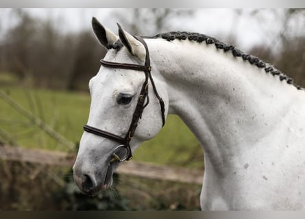 Zangersheider, Hengst, 3 Jahre, 171 cm