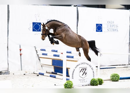 Zangersheider, Hengst, 3 Jahre, 175 cm, Rotbrauner