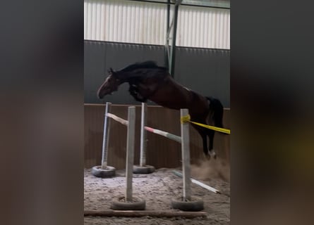Zangersheider, Hengst, 3 Jahre, Brauner