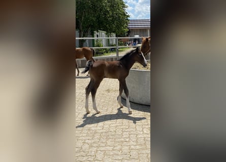 Zangersheider, Hengst, 3 Jahre, Kann Schimmel werden