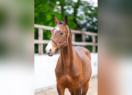 Zangersheider, Hengst, 4 Jahre, 156 cm, Brauner