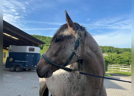 Zangersheider, Hengst, 4 Jahre, 162 cm, Roan-Bay