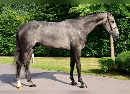 Zangersheider, Hengst, 4 Jahre, 164 cm, Schimmel