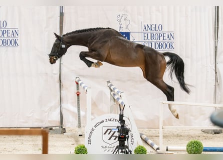 Zangersheider, Hengst, 4 Jahre, 167 cm, Dunkelbrauner