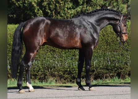 Zangersheider, Hengst, 4 Jahre, 170 cm, Dunkelbrauner