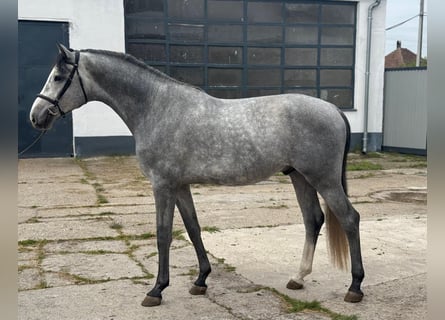 Zangersheider, Hengst, 4 Jahre, 170 cm, Schimmel