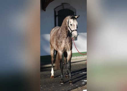 Zangersheider, Hengst, 4 Jahre, 170 cm, Schimmel