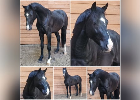 Zangersheider, Hengst, 4 Jahre