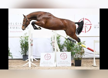 Zangersheider, Hengst, 4 Jahre, Rotbrauner