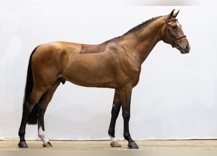 Zangersheider, Hengst, 5 Jahre, 169 cm
