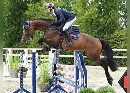 Zangersheider, Hengst, 6 Jahre, 166 cm, Brauner