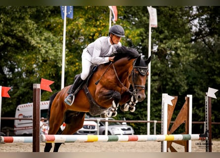 Zangersheider, Hengst, 7 Jahre, 168 cm, Brauner