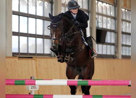 Zangersheider, Hengst, 8 Jahre, 166 cm, Schwarzbrauner