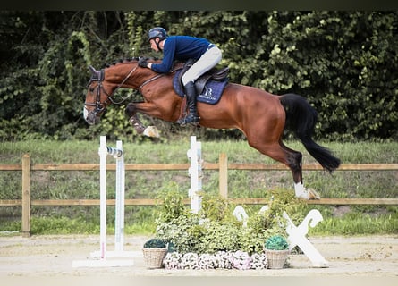 Zangersheider, Hengst, 9 Jahre, 172 cm, Brauner