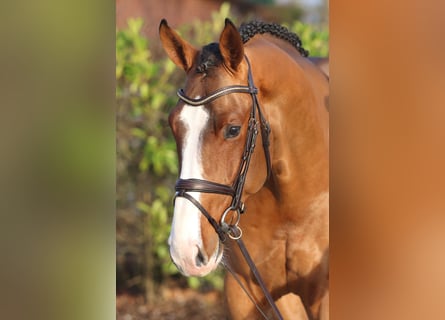 Zangersheider, Hengst, 5 Jahre, 170 cm, Brauner