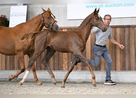 Zangersheider, Hengst, Fohlen (04/2025), Dunkelfuchs