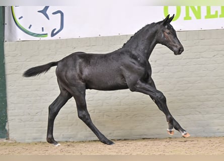 Zangersheider, Hengst, Fohlen (05/2026), Rappe