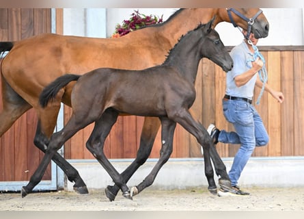 Zangersheider, Hengst, Fohlen (07/2025), Rappe